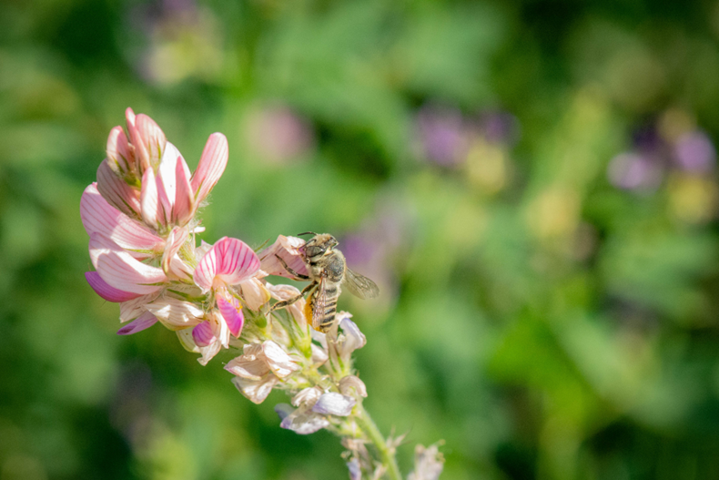 Megachile sp. sur luzerne (Medicago sativa) (© Guillaume KERDONCUFF)